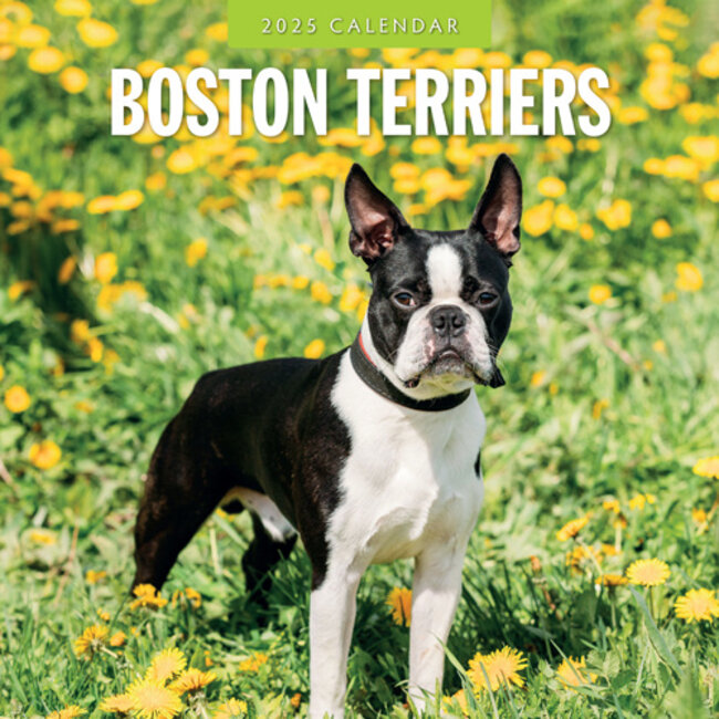 Red Robin Boston Terrier Kalender 2025