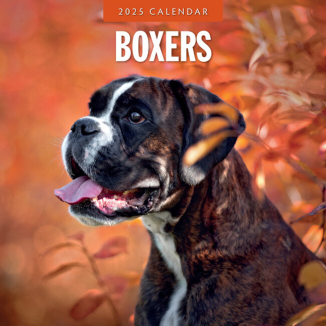 Boxer Calendar 2025 Buy with beautiful pictures of the Boxer