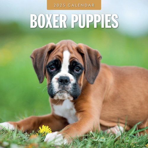 Boxer Puppies Kalender 2025 Kopen? Eenvoudig en snel online besteld Kalenderwinkel.nl