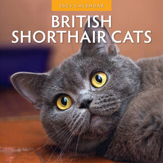 Red Robin British Shorthair Calendar 2025