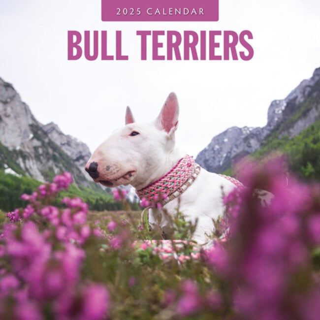 Calendrier Bull Terrier 2025