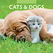 Red Robin Cats and Dogs Calendar 2025