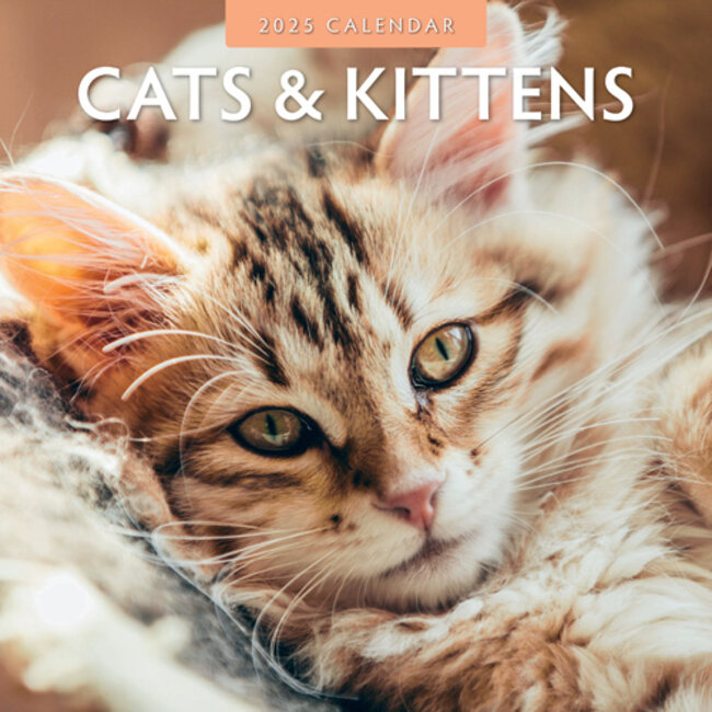 Red Robin Cats and Kittens Calendar 2025