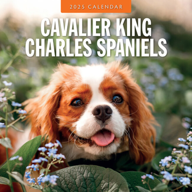 Red Robin Cavalier King Charles Spaniel Calendario 2025