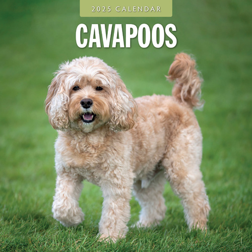 Cavapoos Kalender 2025