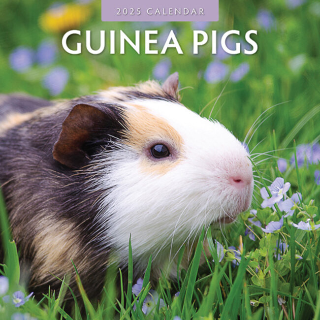 Guinea pig calendar 2025