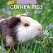 Red Robin Guinea pig calendar 2025