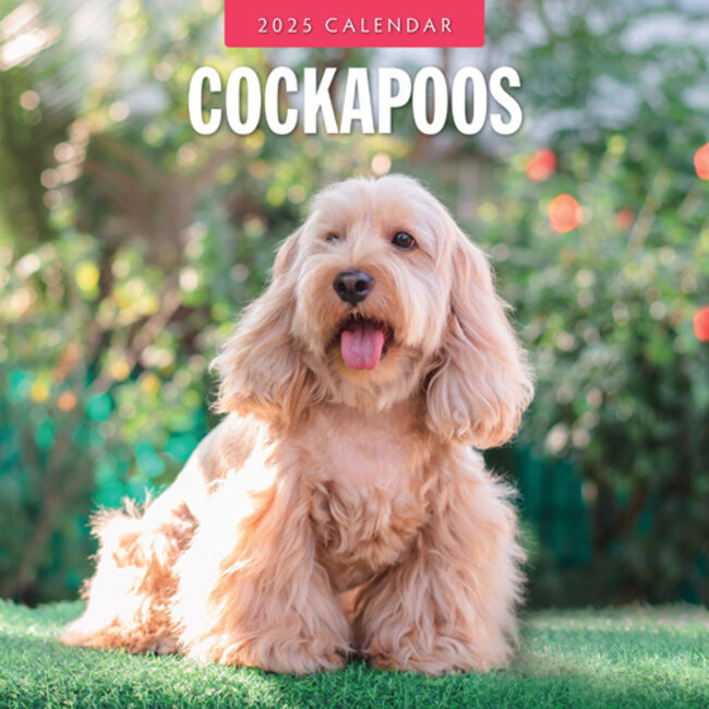 Cockapoos Calendar 2025