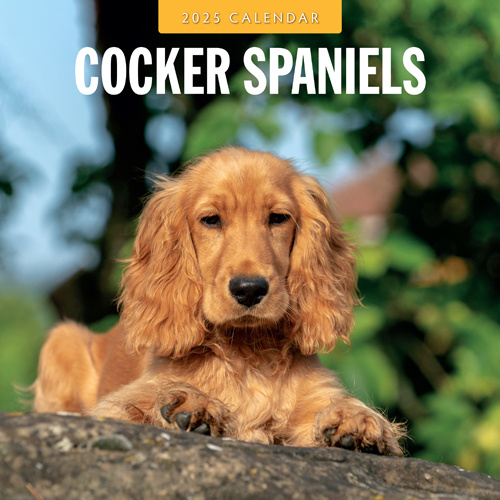 Buying Cocker Spaniels Calendar 2025? Easily and quickly ordered online