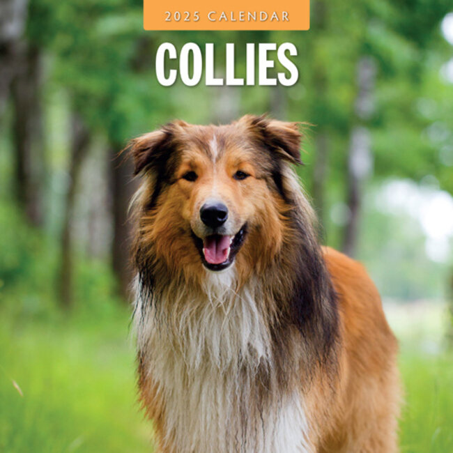 Collie - Schottischer Schäferhund Kalender 2025