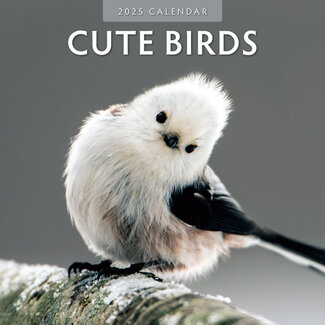 Red Robin Cute Birds Calendar 2025