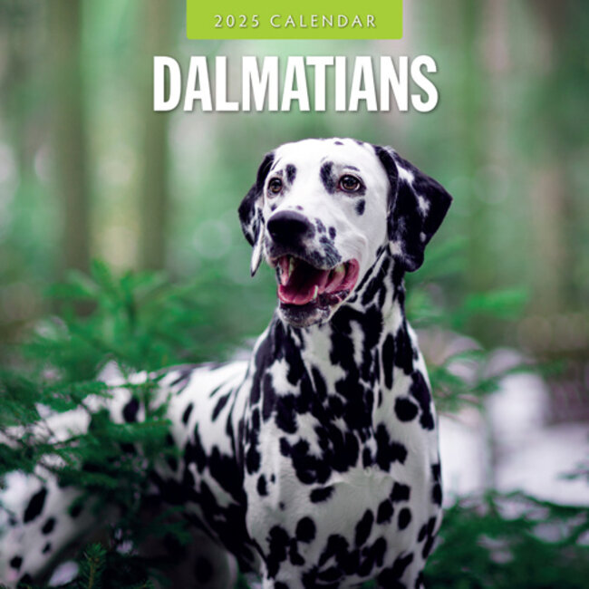 Dalmatian Calendar 2025 Buy With Photos Of The Dalmatian Dalmatian Calendar 2025