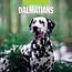 Red Robin Calendrier Dalmatien 2025