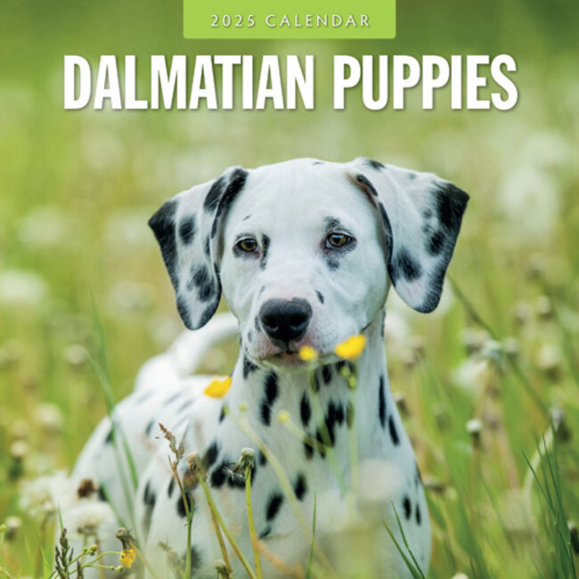 Calendrier des chiots dalmatiens 2025