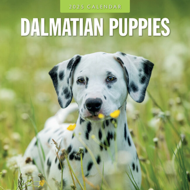 Dalmatian Puppies Calendar 2025 Buy? Order online quickly and easily