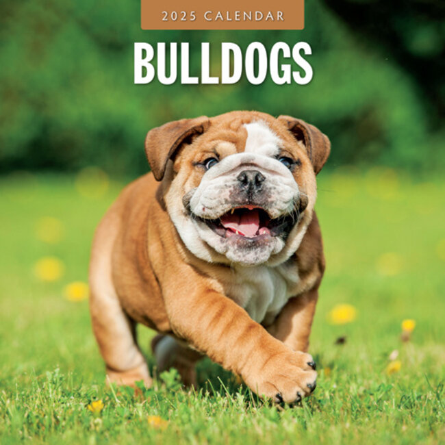 English Bulldog Calendar 2025