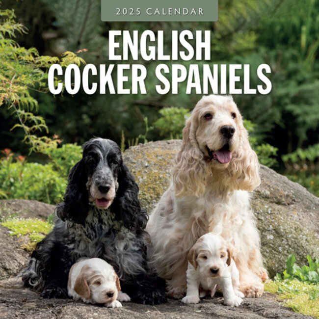 Buy English Cocker Spaniel Calendar 2025 pictures of the English