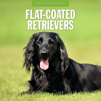 Red Robin Calendrier 2025 pour le Flatcoated Retriever