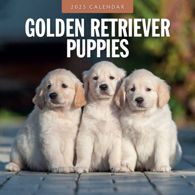Calendario dei cuccioli di Golden Retriever 2025