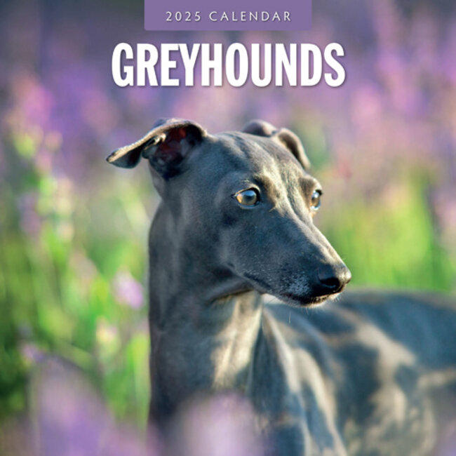 Greyhound Kalender 2025