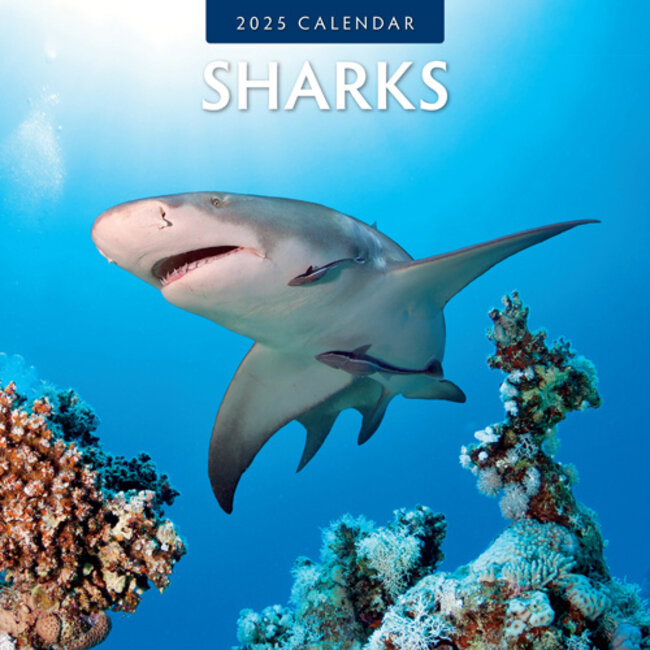 Haaien - Sharks Kalender 2025