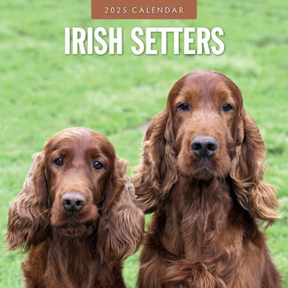 Red Robin Irish Setter Calendar 2025