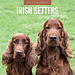 Red Robin Calendario Setter irlandese 2025