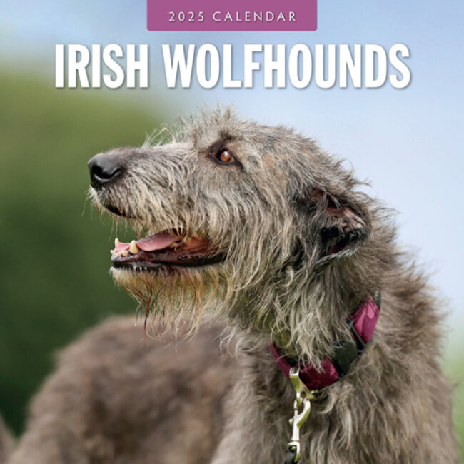 Irish Wolfhound Kalender 2025