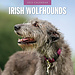 Red Robin Calendario Irish Wolfhound 2025