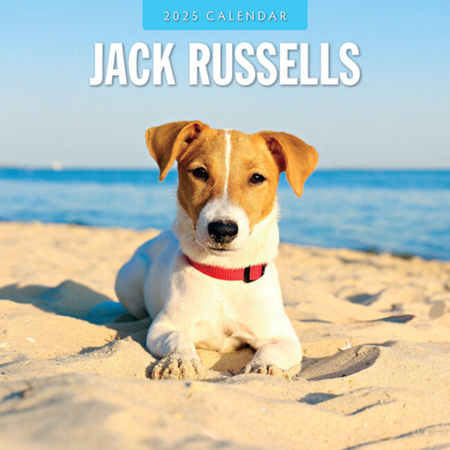 Jack Russell Terrier Calendar 2025