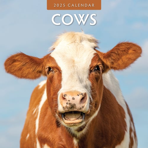 Buying Cows Calendar 2025? Easily and quickly ordered online