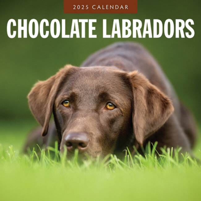 Red Robin Calendario Labrador Retriever Brown 2025