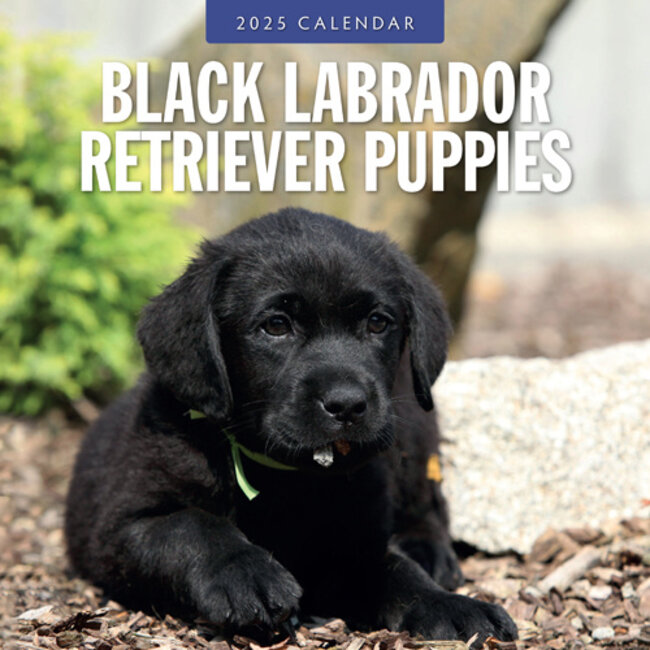 Labrador Retriever Black Puppies Calendar 2025