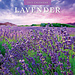 Red Robin Lavendel-Kalender 2025
