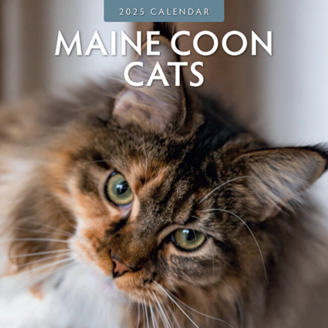 Calendario Maine Coon 2025