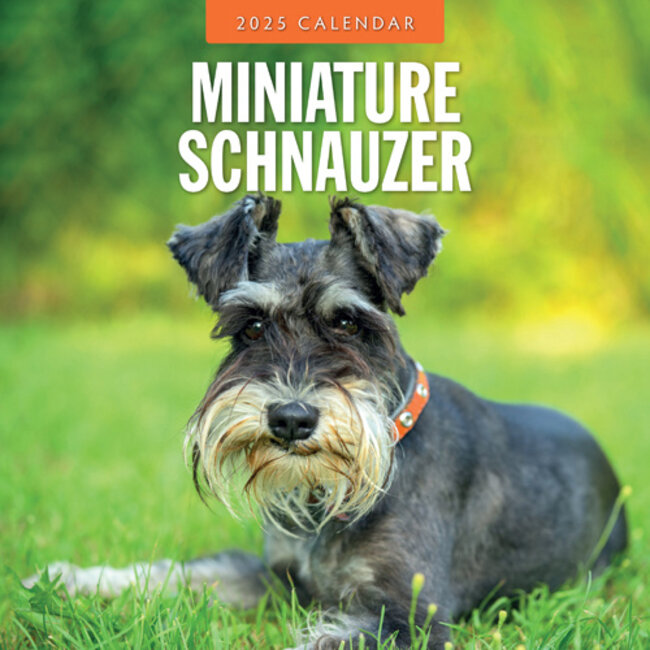 Calendario Schnauzer miniatura 2025