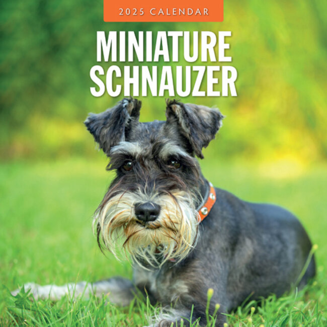 Miniature Schnauzer Calendar 2025