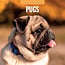 Red Robin Calendario Pug 2025