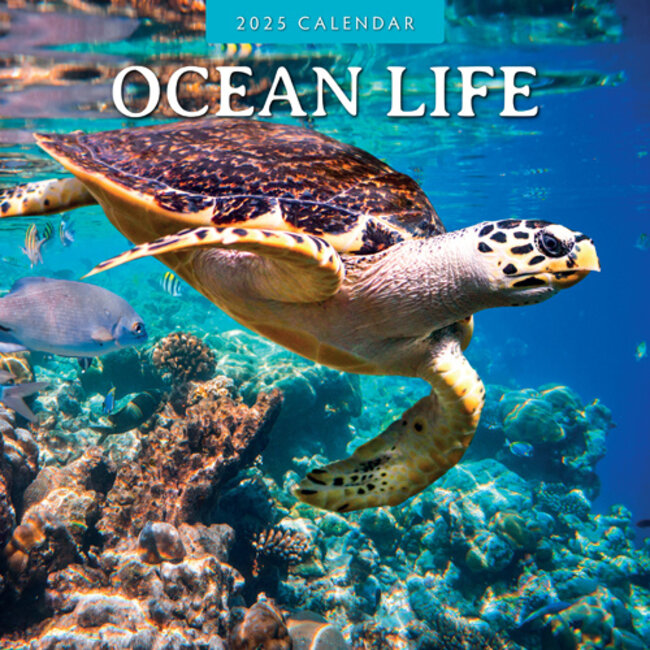 Ocean Life Calendar 2025