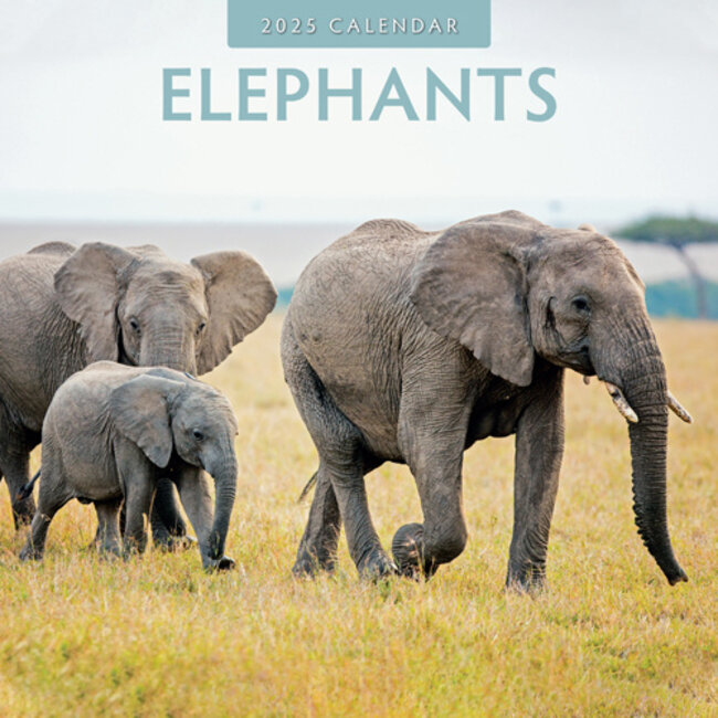 Buying Elephant Calendar 2025? Quick and easy online Kalenderwinkel.nl