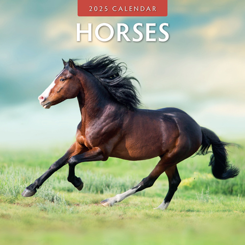 Buy Horses Calendar 2025? Quick and easy online Kalenderwinkel.nl