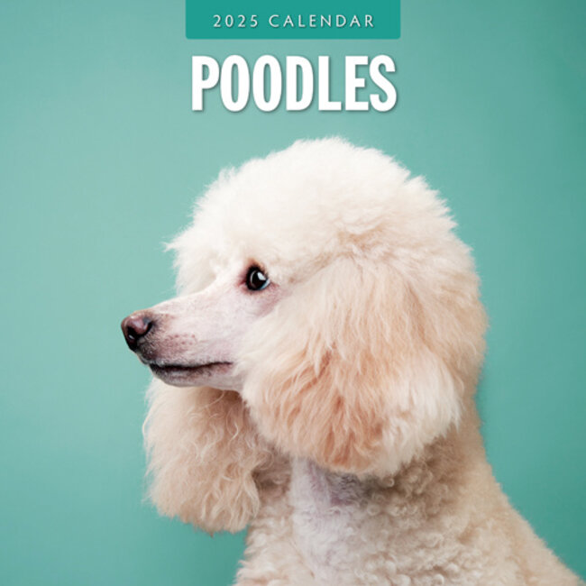 Buy Poodle Calendar 2025 Order easily online Kalenderwinkel.nl