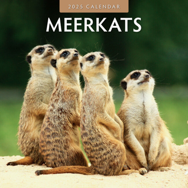 Meerkats Calendar 2025