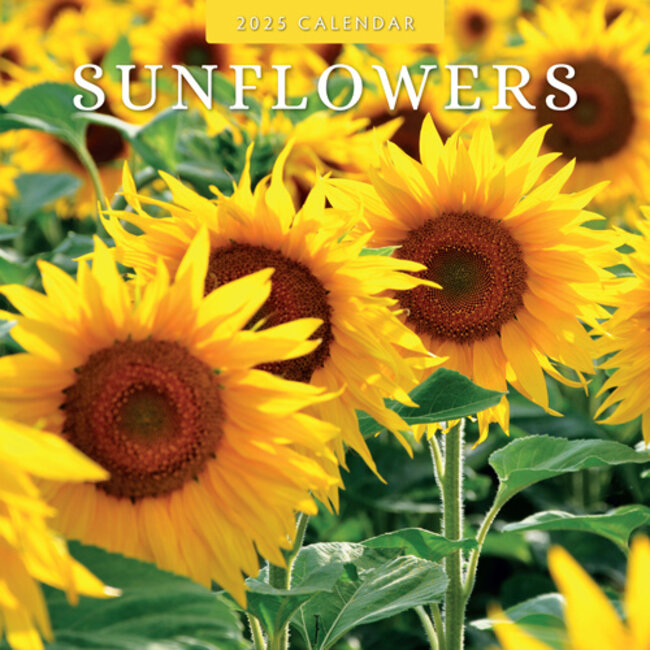 Sonnenblumen Kalender 2025