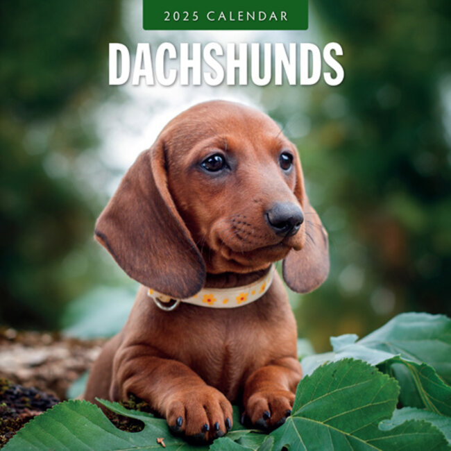 Red Robin Dachshund-Kalender 2025