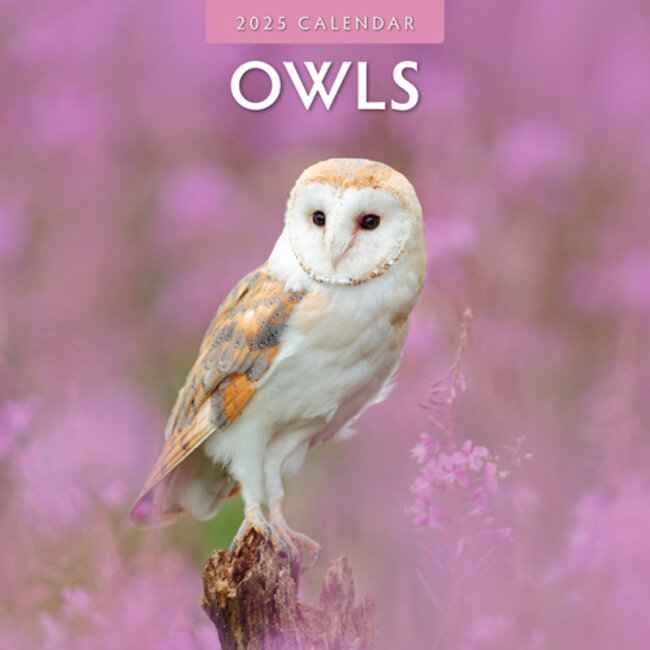 Owls Calendar 2025