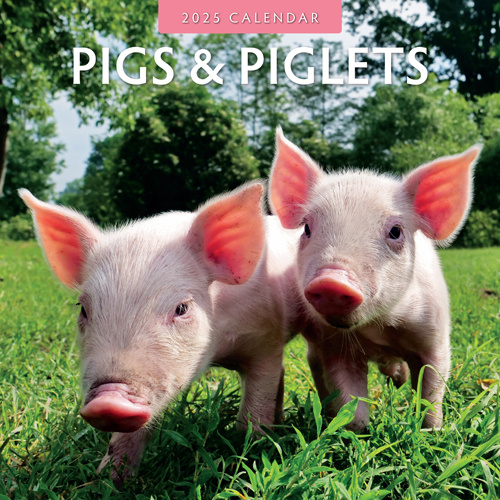 Buy Pig Calendar 2025? Quick and easy online Kalenderwinkel.nl