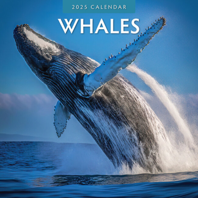 Whales - Whales Calendar 2025
