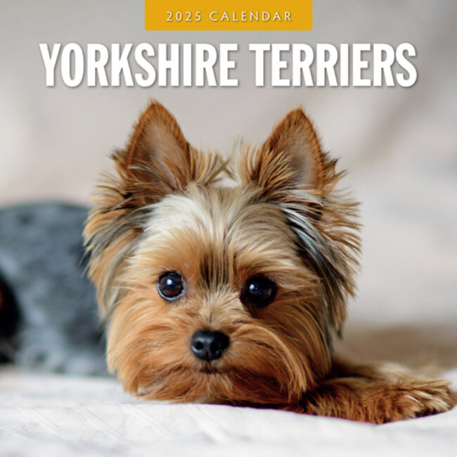 Yorkshire Terrier Calendar 2025