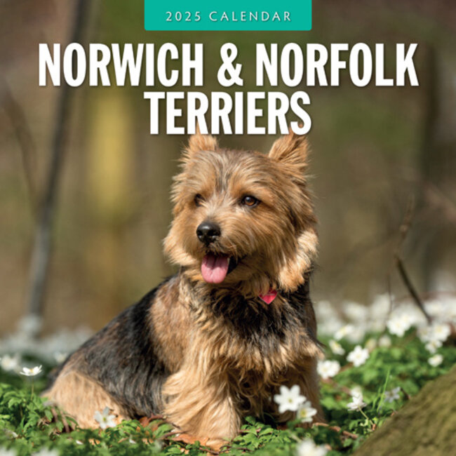 Red Robin Calendario Norwich e Norfolk Terrier 2025